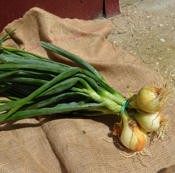 oignons nouveaux (500g)