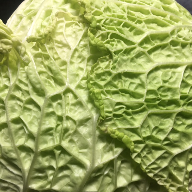 Chou vert (frisé)
