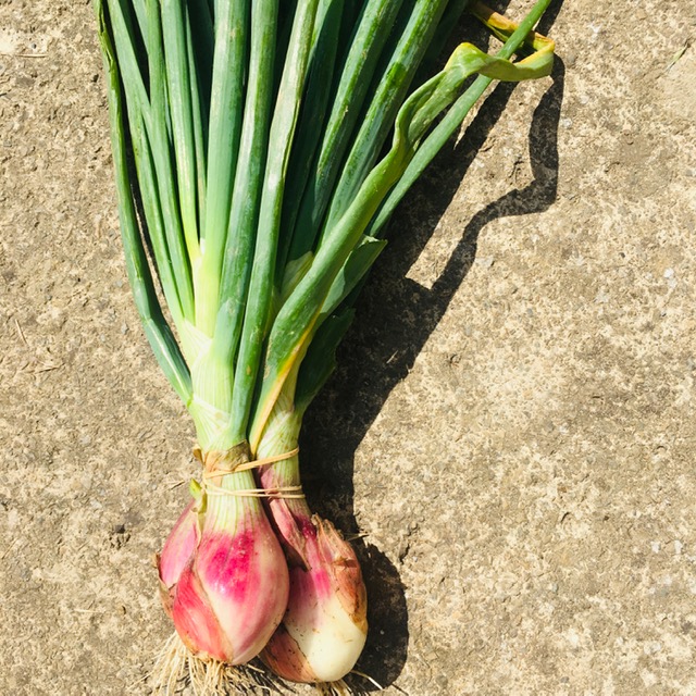 Echalottes - botte