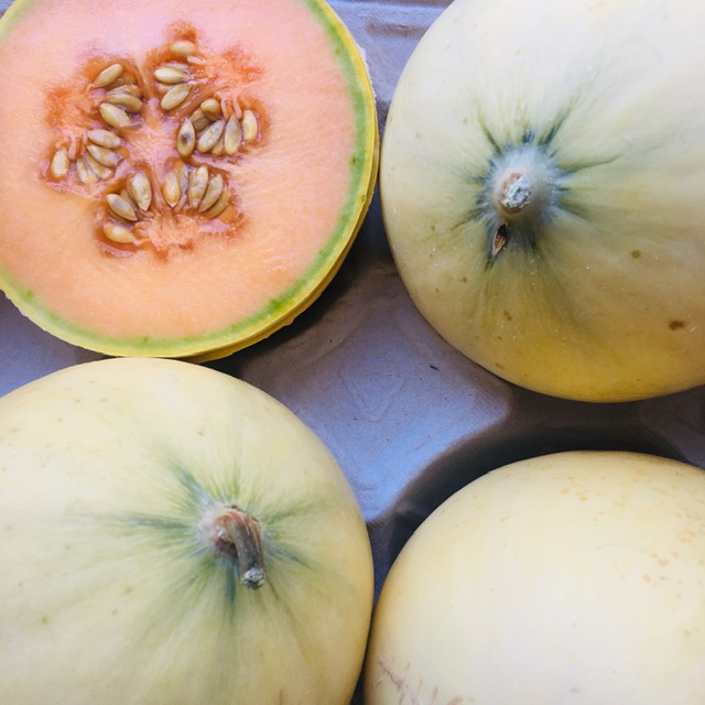 melon Lune de miel - 1pc.