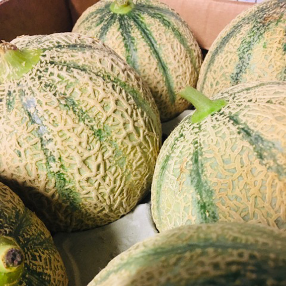 melon Charentais - 1pc.