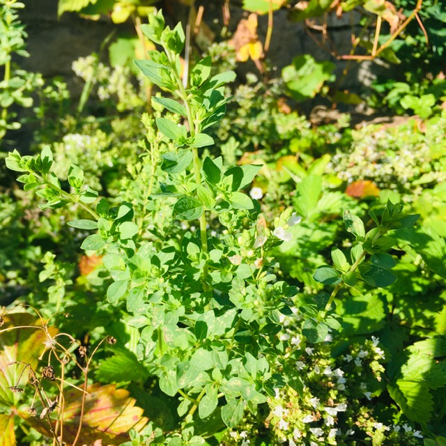 Bouquet d'origan frais