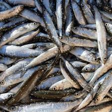 poisson - petites Marènes - 300g (surgelées)