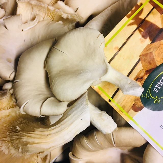 champignons pleurotes