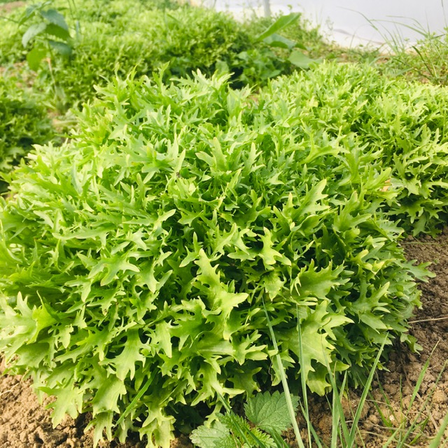 Salade chicorée frisée /pc.