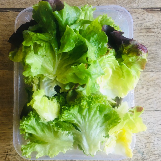 mélange salades - nettoyé - bac 4 pers (400g)