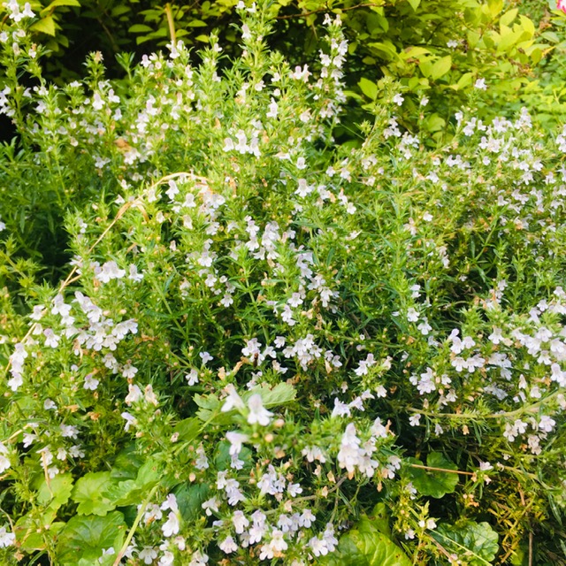 Bouquet de sarriette fraiche