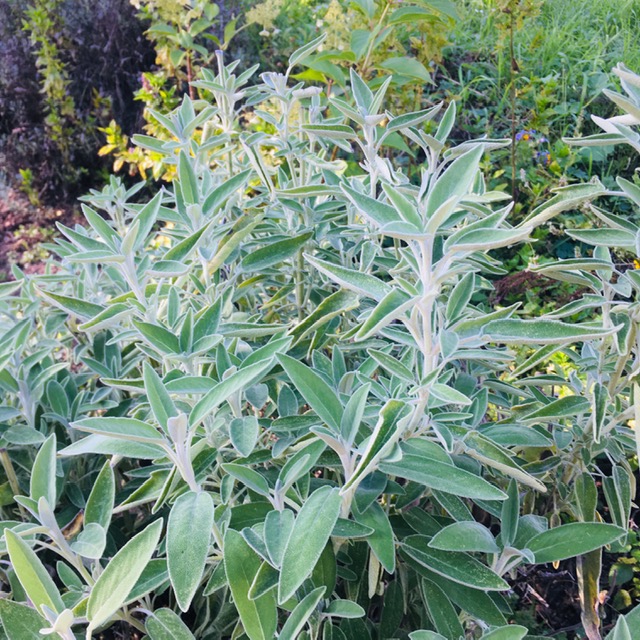 Bouquet de sauge fraiche