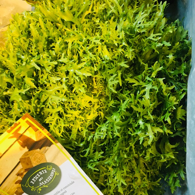 Salade scarole