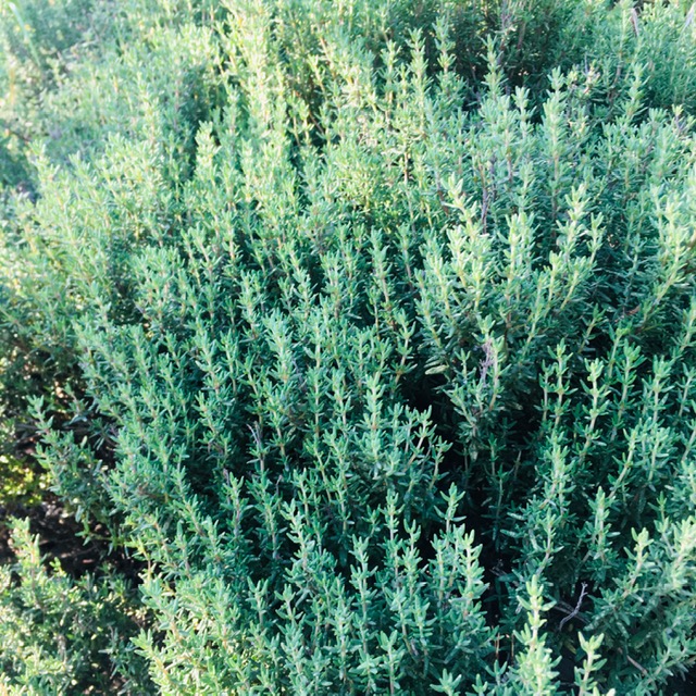 Bouquet de thym frais